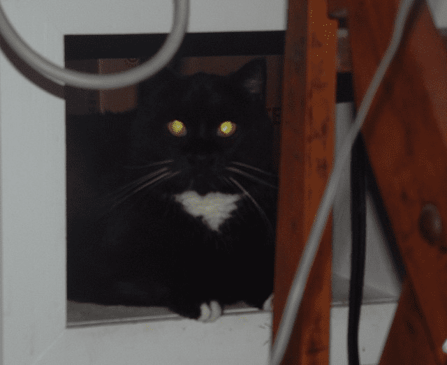 Black cat at my hot sale door