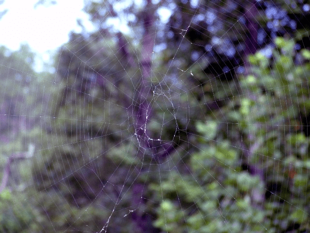 My life in appalachia - Spiderwebs