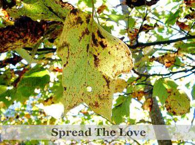 Spreading The October Love