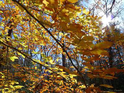 Fall leaves in western nc