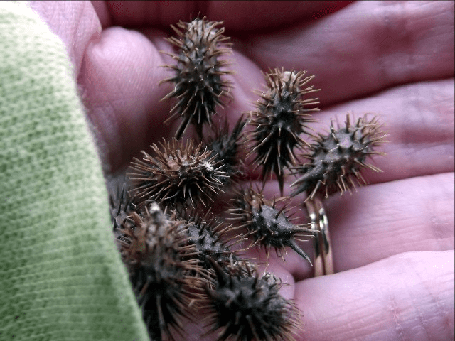 My life in appalachia - Cuckle Burrs