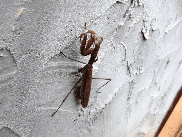 My life in appalachia - Praying Mantis