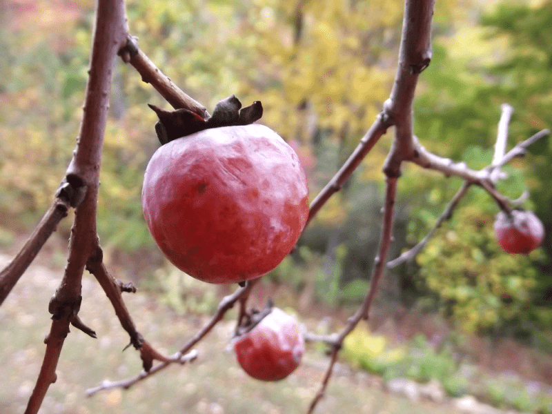 My life in appalachia - Persimmons