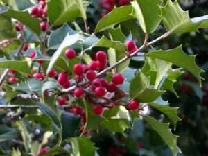 My life in appalachia - Holly Trees