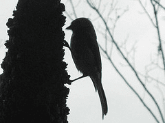 My Life In Appalachia - Chitter's Bird