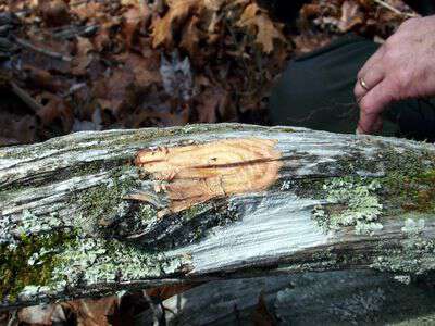 Finding lightered wood