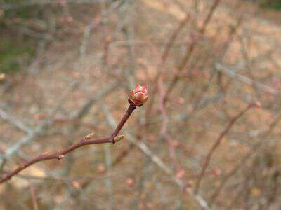 My life in appalachia - Evil Flowers