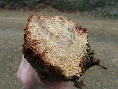 What fat lighter wood looks like