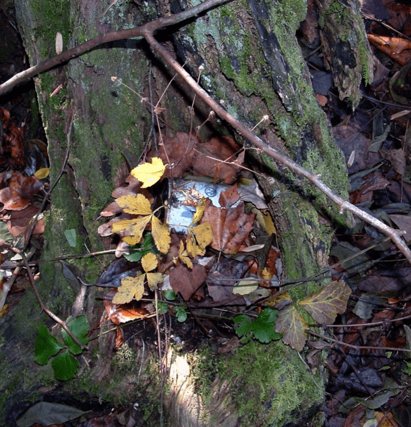 Digging in the woods