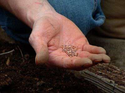 Explanation of different types of seeds