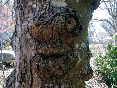Face on a tree