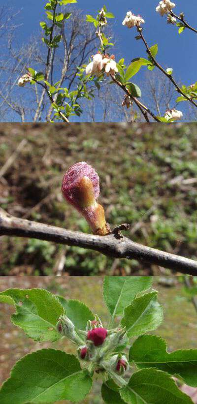 Fruit plants bloomed out way to early in western nc