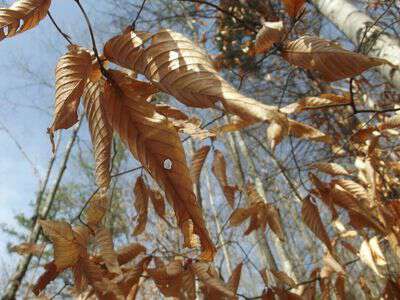 My life in appalachia - Beech Trees