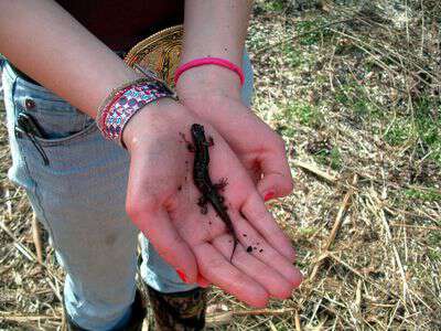 My life in appalachia - Spring Lizards