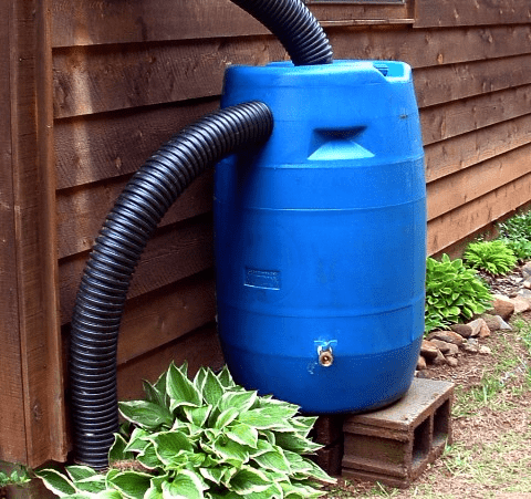 Rain Barrel