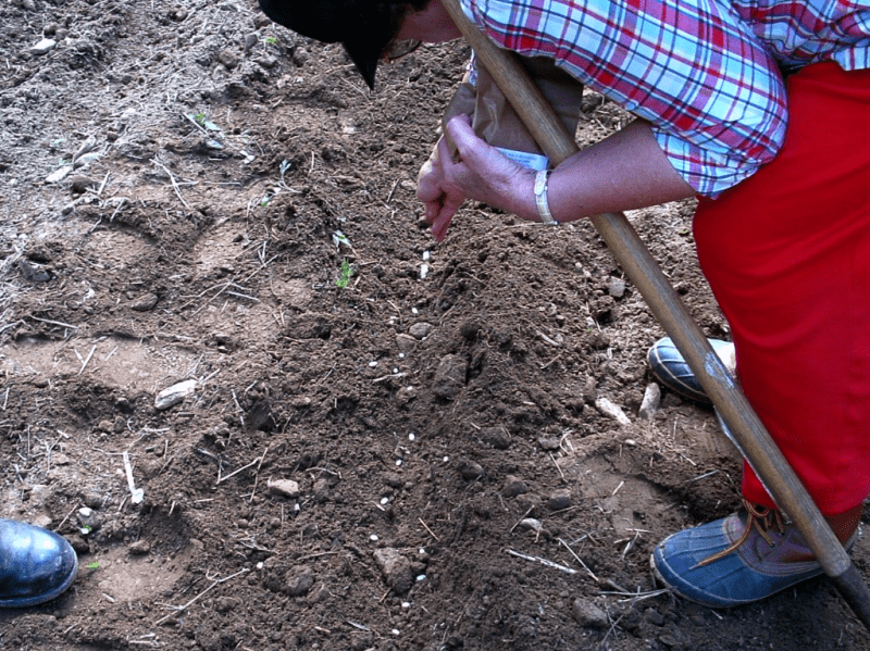 My life in appalachia - Spelling Granny In The Garden