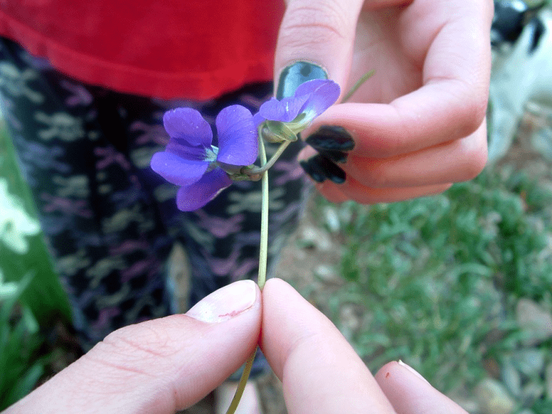 My life in appalachia - Rooster Fighting With Violets