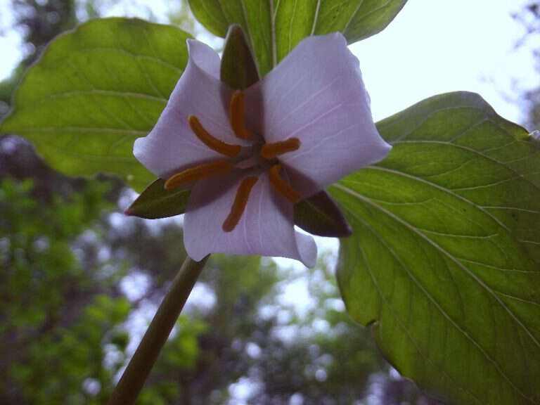 Appalachia Through My Eyes – The Legend Of The Wildflowers