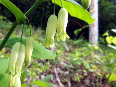 My life in appalachia - Solomon's Seal