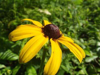 My life in appalachia - Black Eyed Susans