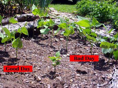 Planting by the signs test 2012