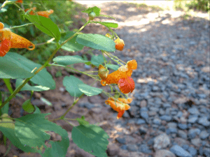 Old Fashioned Lye Soap with Jewel Weed (for Poison Ivy)