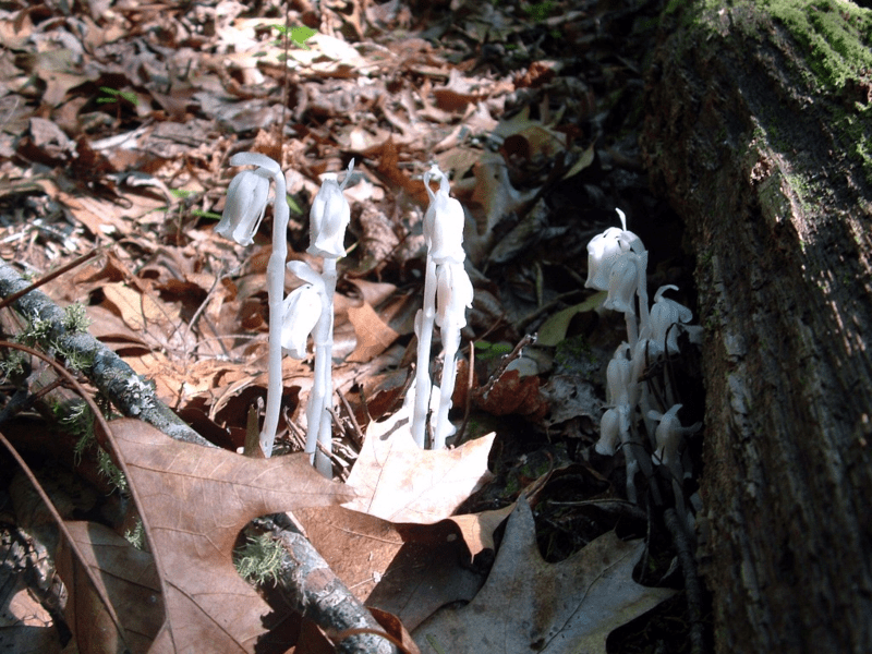Indian pipe plant