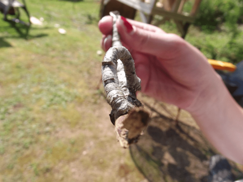 My life in appalachia - Inchworms