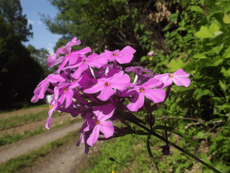 My life in appalachia - Phlox