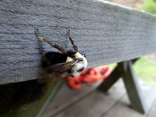 My life in appalachia - Bees