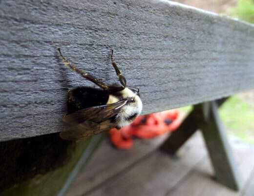 My life in appalachia - Bees