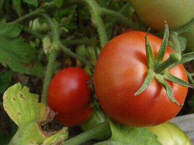 The Mountain Princess Tomato