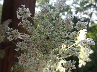 Wisconsin Wildflower, Queen Anne's Lace