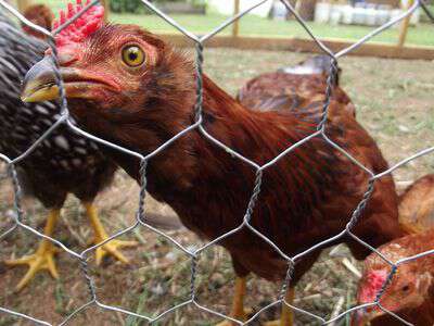 Meet The Chickens Appalachia