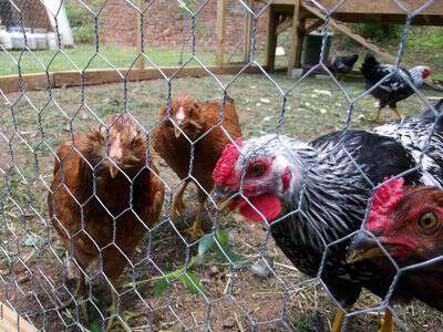 Blind pig chickens in appalachia