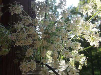 Craft with queen anne's lace