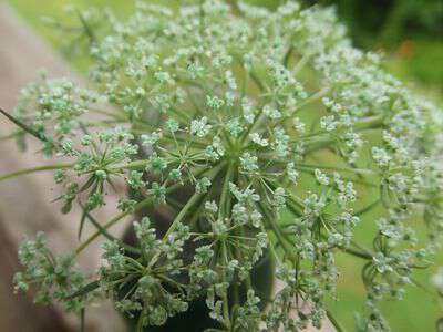 Yellow Queen Anne's Lace