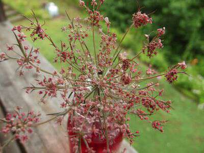 Red dyed queen anne's lace