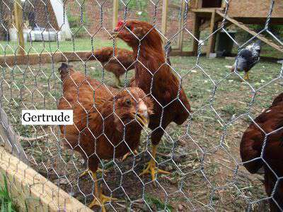 Gertrude the Chicken