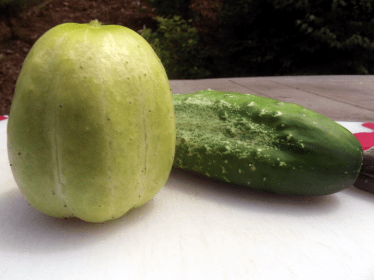 Richmond Green Apple Cucumber Sow True Seed