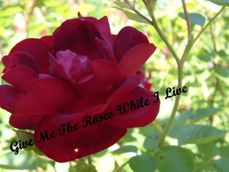 Give Me The Roses While I Live | Blind Pig and The Acorn