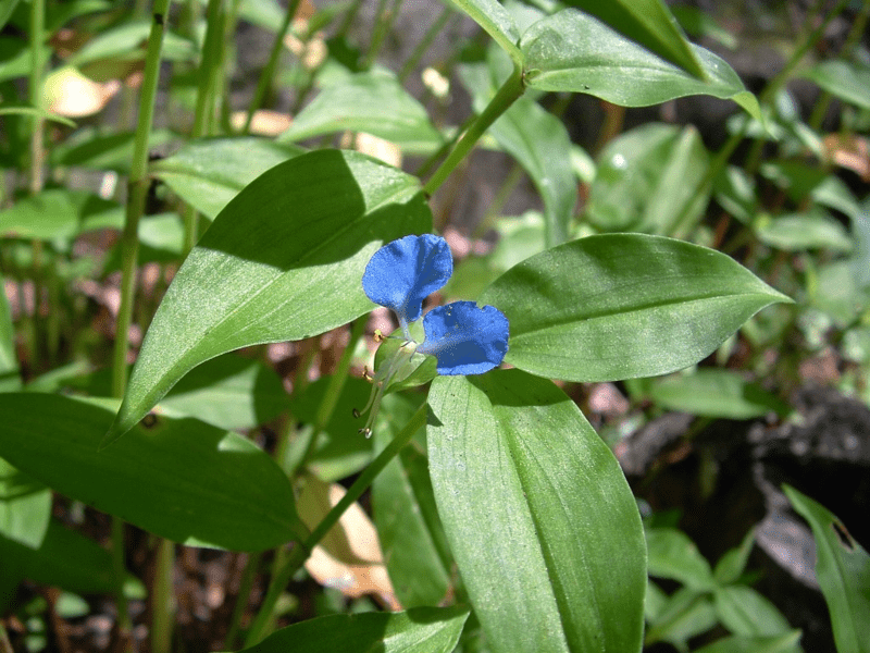 My life in appalachia - Dayflower