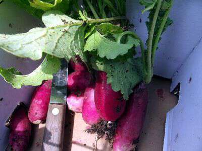 Growing a fall garden radishes