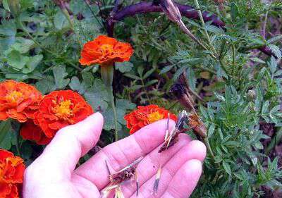 How to save marigold seeds