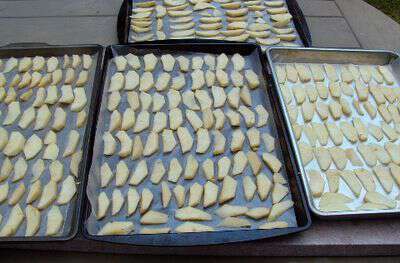 Trays of dried apples