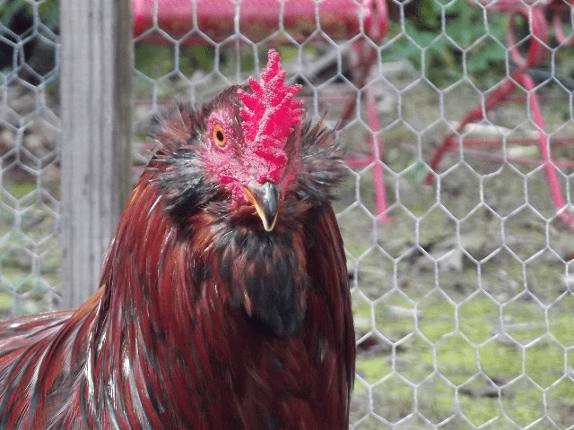 REX the Rooster