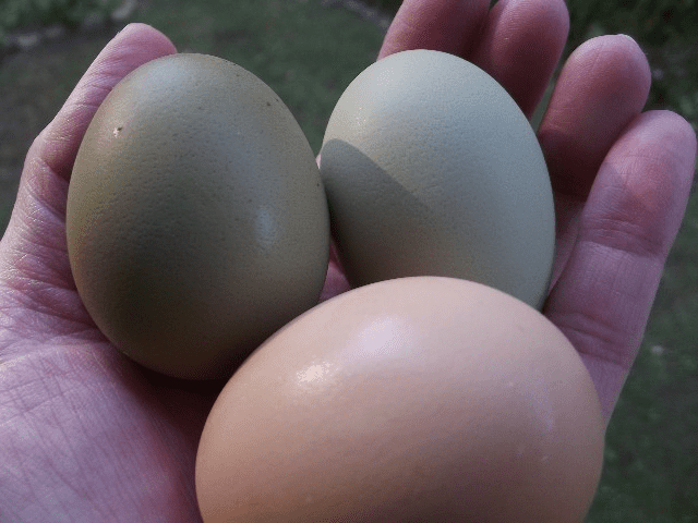 Easter eggers lay green blue brown eggs