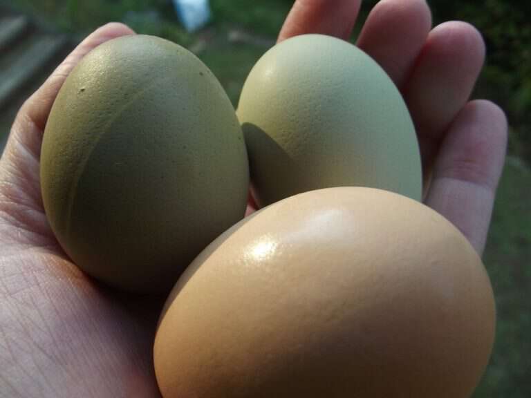 Appalachia Through My Eyes – The First Eggs