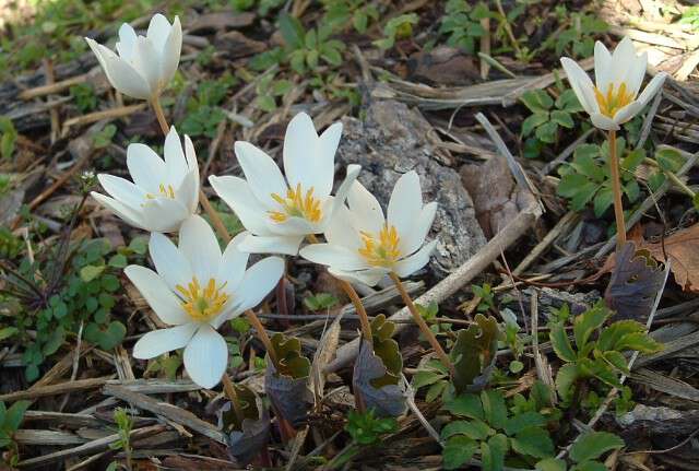 Bloodroot_flowers