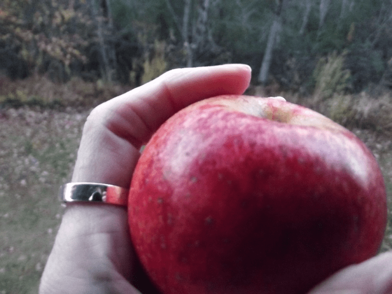 My life in appalachia Light - Reach Me A Apple